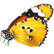 https://yardmines.net/wp-content/uploads/2019/08/butterfly.png